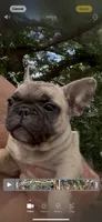 Oscar the Grouch , a male French Bulldog for sale in Chesapeake, VA – 3 of 5