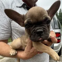 Teacup#1 AKC, a female French Bulldog for sale in Chesapeake, VA – 1 of 4