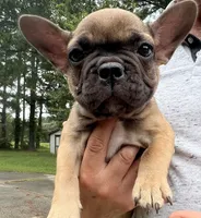 Teacup#1 AKC, a female French Bulldog for sale in Chesapeake, VA – 2 of 4