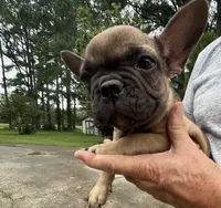 Teacup#1 AKC, a female French Bulldog for sale in Chesapeake, VA – 3 of 4