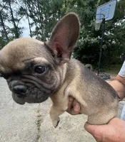 Teacup#1 AKC, a female French Bulldog for sale in Chesapeake, VA – 4 of 4