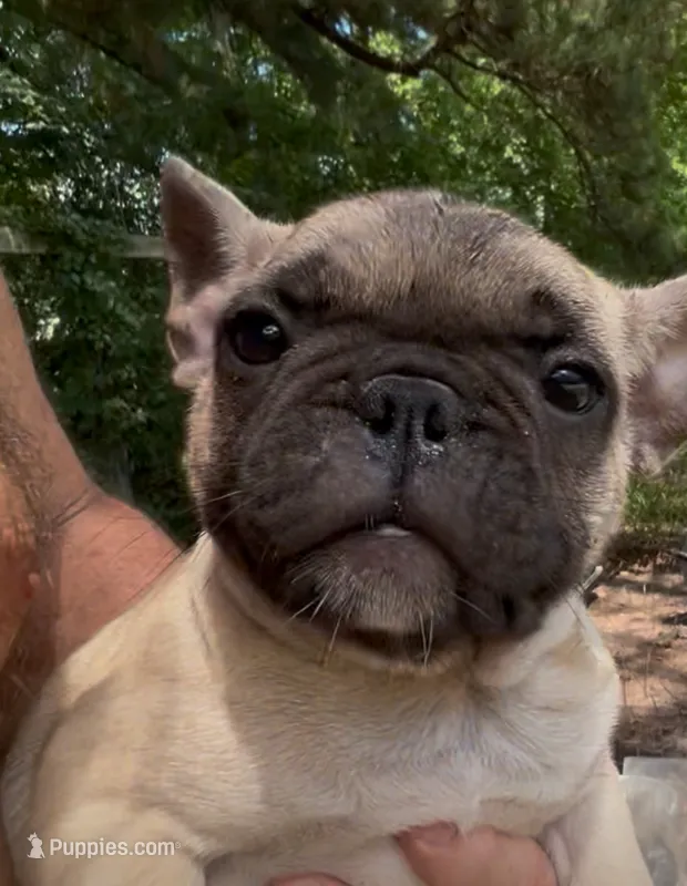 Oscar the Grouch  – French Bulldog puppy for sale in Chesapeake, VA