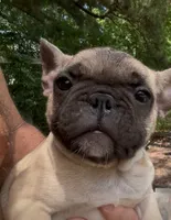 Oscar the Grouch , a male French Bulldog for sale in Chesapeake, VA – 1 of 5
