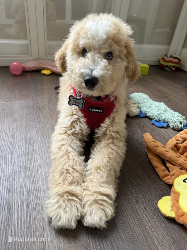 Baxter – Goldendoodle, Golden Mountain Doodle puppy for sale in Lake Mary, FL