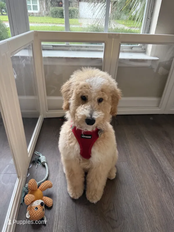 Baxter – Goldendoodle, Golden Mountain Doodle puppy for sale in Lake Mary, FL