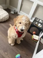 Baxter, a male Goldendoodle and Golden Mountain Doodle for sale in Lake Mary, FL – 2 of 4