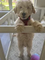 Baxter, a male Goldendoodle and Golden Mountain Doodle for sale in Lake Mary, FL – 4 of 4