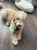 Baxter, a male Goldendoodle and Golden Mountain Doodle for sale in Lake Mary, FL – 3 of 4