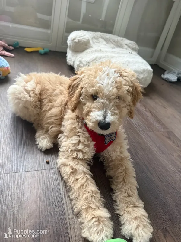Baxter – Goldendoodle, Golden Mountain Doodle puppy for sale in Lake Mary, FL