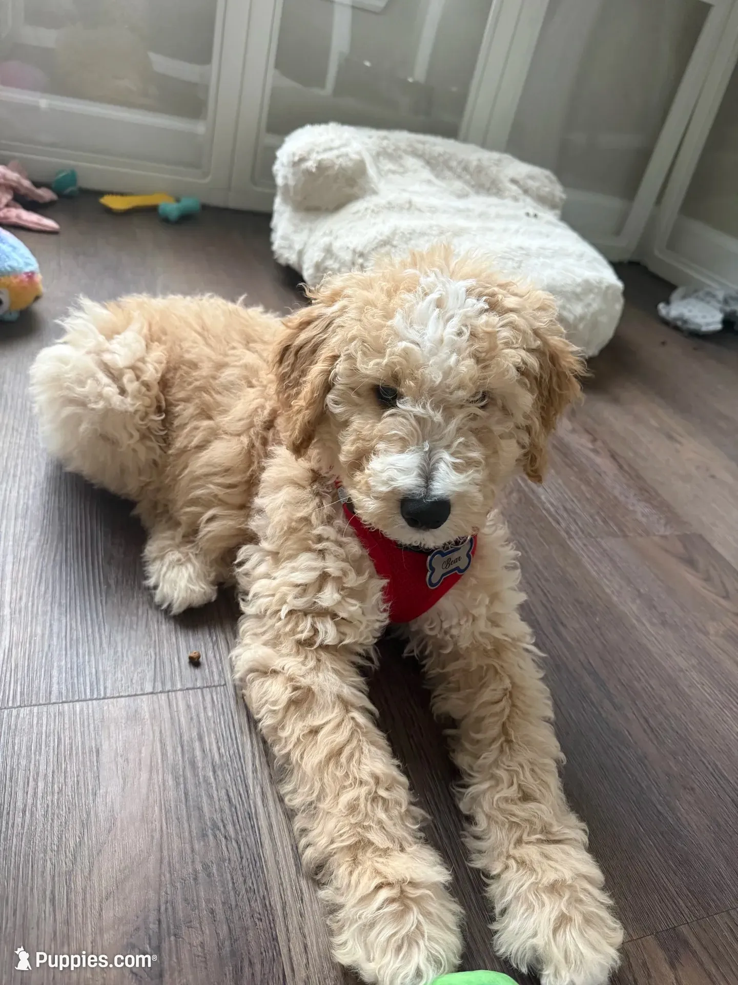 Baxter, a male Goldendoodle and Golden Mountain Doodle for sale in Lake Mary, FL – 1 of 4