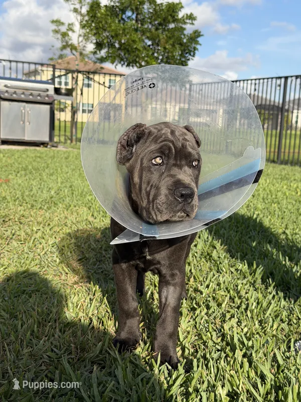 Cane Corso Female  – Cane Corso puppy for sale in West Palm Beach, FL