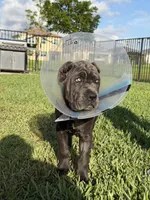 Cane Corso Female , a female Cane Corso for sale in West Palm Beach, FL – 1 of 3