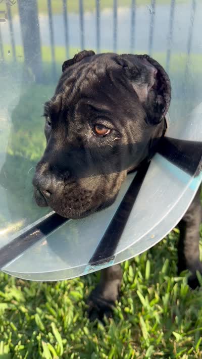 Cane Corso Female , a female Cane Corso for sale in West Palm Beach, FL – 3 of 3