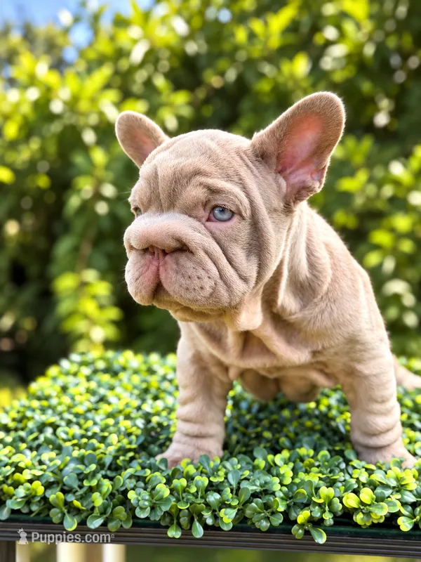 BOSS – French Bulldog puppy for sale in Monroe, CT
