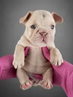 Cherry , a female French Bulldog for sale in Monroe, CT – 1 of 10