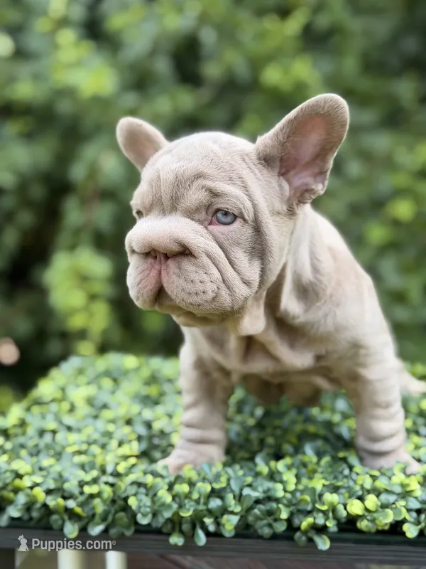 BOSS – French Bulldog puppy for sale in Monroe, CT