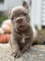 Cartier, a female French Bulldog for sale in Monroe, CT – 5 of 10