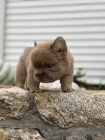 John John, a male French Bulldog for sale in Monroe, CT – 3 of 10