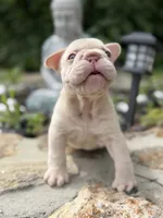 Cherry , a female French Bulldog for sale in Monroe, CT – 2 of 10