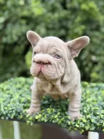 BOSS, a male French Bulldog for sale in Monroe, CT – 4 of 10