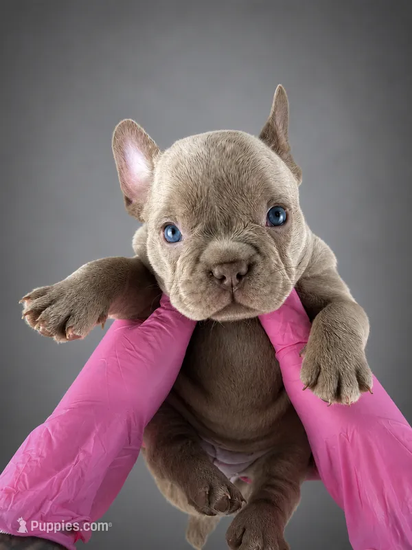 Cartier – French Bulldog puppy for sale in Monroe, CT