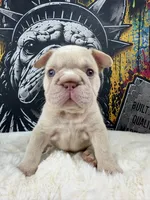 Cherry , a female French Bulldog for sale in Monroe, CT – 5 of 10