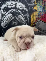 Cherry , a female French Bulldog for sale in Monroe, CT – 4 of 10