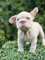 AMIRI, a female French Bulldog for sale in Monroe, CT – 4 of 10