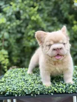 DRAKE, a male French Bulldog for sale in Monroe, CT – 4 of 10