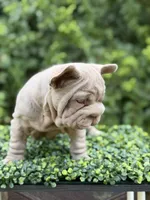 BOSS, a male French Bulldog for sale in Monroe, CT – 8 of 10