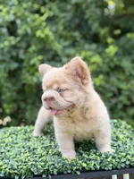 DRAKE, a male French Bulldog for sale in Monroe, CT – 10 of 10