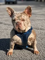 John John, a male French Bulldog for sale in Monroe, CT – 7 of 10