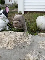 Tesla, a female French Bulldog for sale in Monroe, CT – 4 of 10
