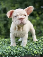 AMIRI, a female French Bulldog for sale in Monroe, CT – 7 of 10