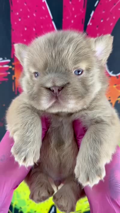 John John, a male French Bulldog for sale in Monroe, CT – 6 of 10