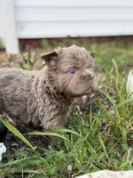 Boss Man, a male French Bulldog for sale in Monroe, CT – 2 of 10