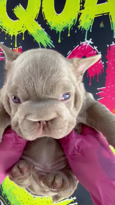 Cry Baby, a male French Bulldog for sale in Monroe, CT – 7 of 10