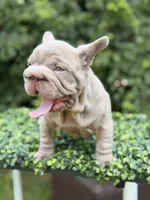 BOSS, a male French Bulldog for sale in Monroe, CT – 3 of 10
