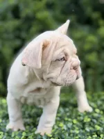 AMIRI, a female French Bulldog for sale in Monroe, CT – 2 of 10
