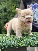 DRAKE, a male French Bulldog for sale in Monroe, CT – 8 of 10
