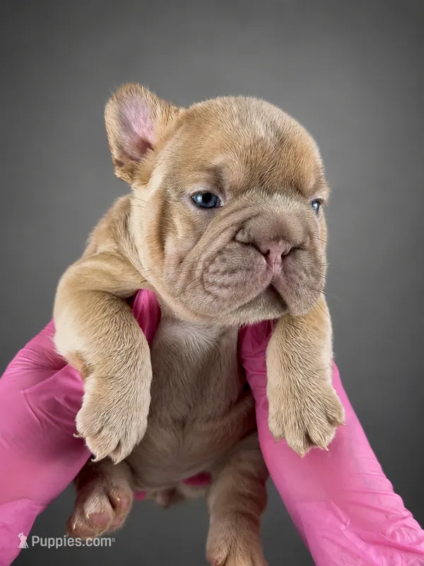 Tesla – French Bulldog puppy for sale in Monroe, CT
