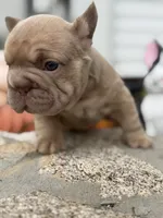 Tesla, a female French Bulldog for sale in Monroe, CT – 2 of 10