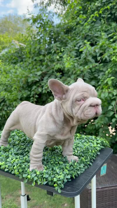 BOSS, a male French Bulldog for sale in Monroe, CT – 9 of 10