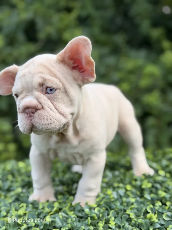 AMIRI – French Bulldog puppy for sale in Monroe, CT