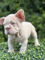 AMIRI, a female French Bulldog for sale in Monroe, CT – 1 of 10