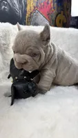 Cry Baby, a male French Bulldog for sale in Monroe, CT – 2 of 10