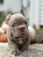 Cartier, a female French Bulldog for sale in Monroe, CT – 3 of 10