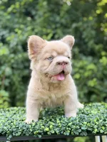 DRAKE, a male French Bulldog for sale in Monroe, CT – 7 of 10