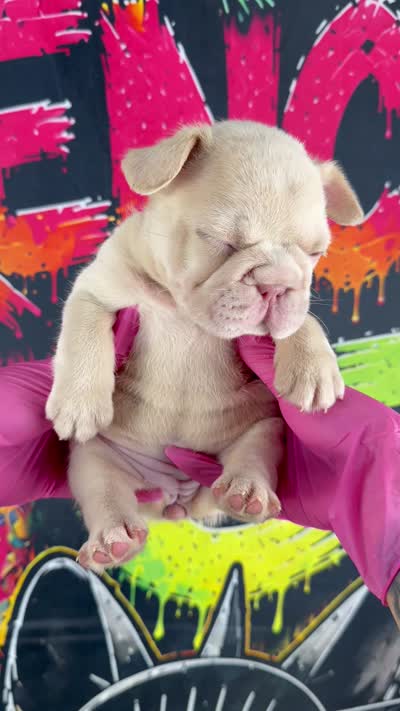 Cherry , a female French Bulldog for sale in Monroe, CT – 10 of 10