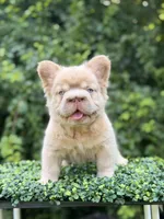DRAKE, a male French Bulldog for sale in Monroe, CT – 1 of 10